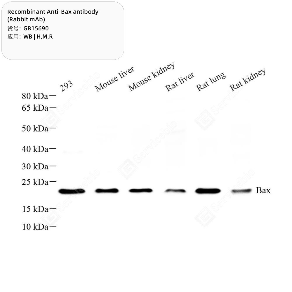 Recombinant Anti-Bax antibody (Rabbit mAb)