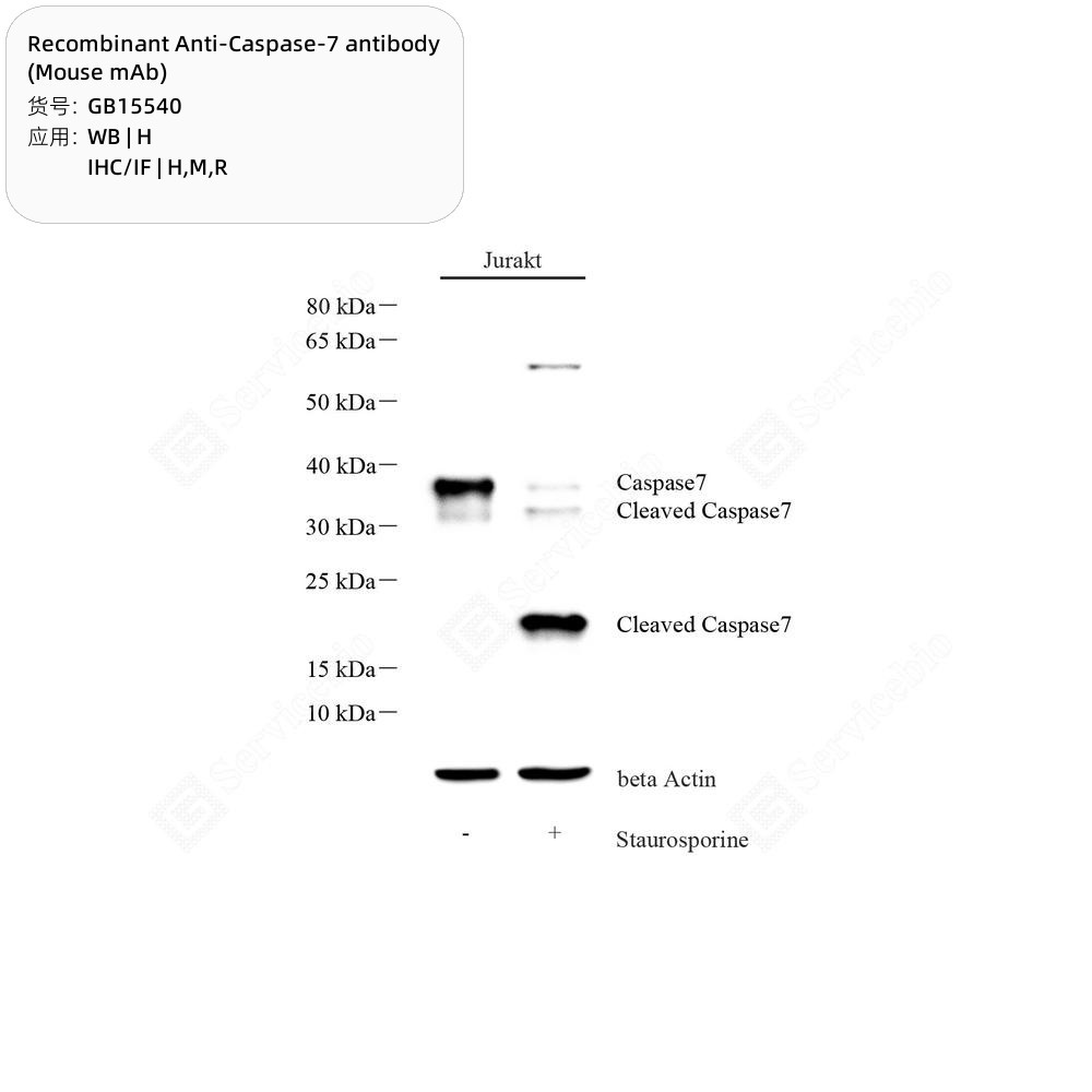 Recombinant Anti-Caspase-7 antibody (Mouse mAb)