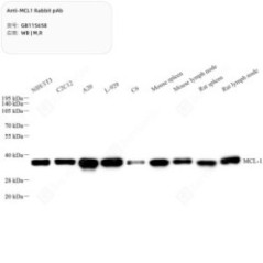 Anti-MCL1 Rabbit pAb