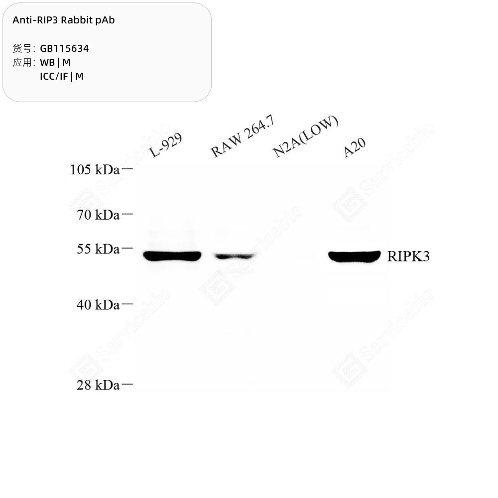 Anti-RIP3 Rabbit pAb