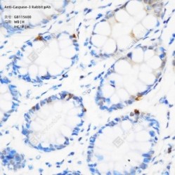 Anti-Caspase-3 Rabbit pAb