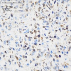 Anti-Caspase-3 Rabbit pAb