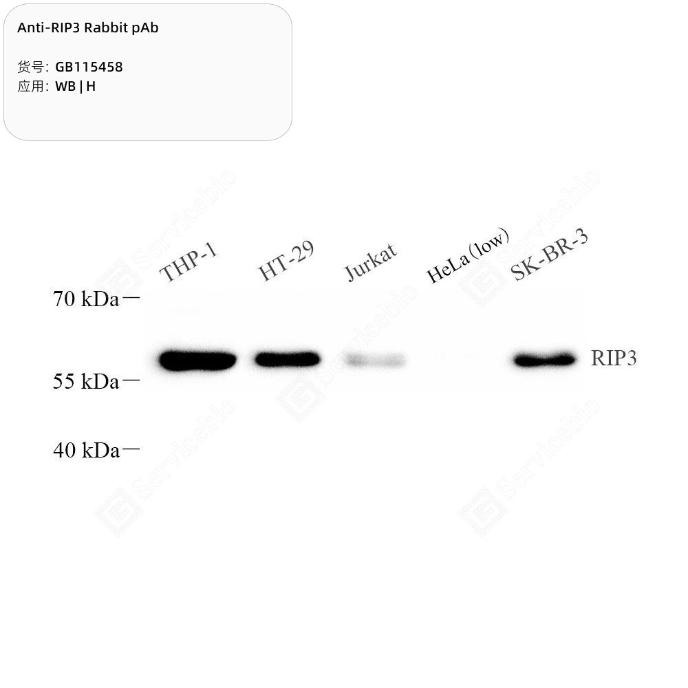 Anti-RIP3 Rabbit pAb