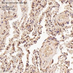 Anti-TRAF6BP/TAX1BP1 Rabbit pAb
