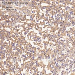 Anti-TRAF6BP/TAX1BP1 Rabbit pAb