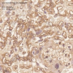 Anti-TRAF6BP/TAX1BP1 Rabbit pAb