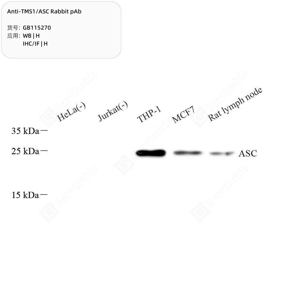 Anti-TMS1/ASC Rabbit pAb
