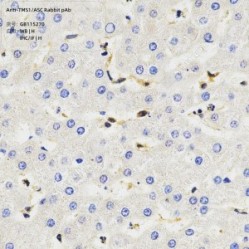 Anti-TMS1/ASC Rabbit pAb