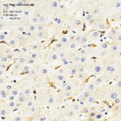 Anti-TMS1/ASC Rabbit pAb