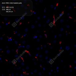 Anti-TMS1/ASC Rabbit pAb