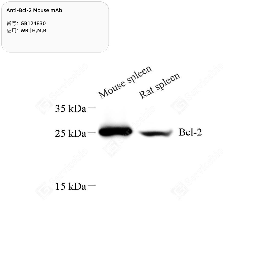 Anti-Bcl-2 Mouse mAb