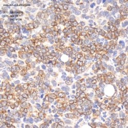 Anti-Bcl-2 Rabbit pAb