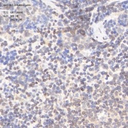 Anti-Bcl-2 Rabbit pAb