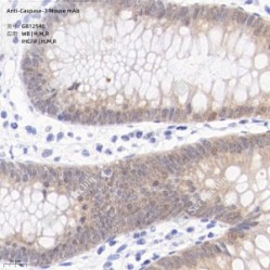 Anti-Caspase-7 Mouse mAb