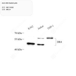 Anti-DR4 Rabbit pAb