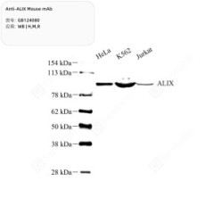 Anti-ALIX Mouse mAb