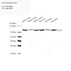 Anti-ALIX Mouse mAb