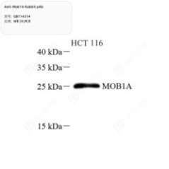Anti-Mob1A Rabbit pAb