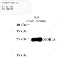 Anti-Mob1A Rabbit pAb