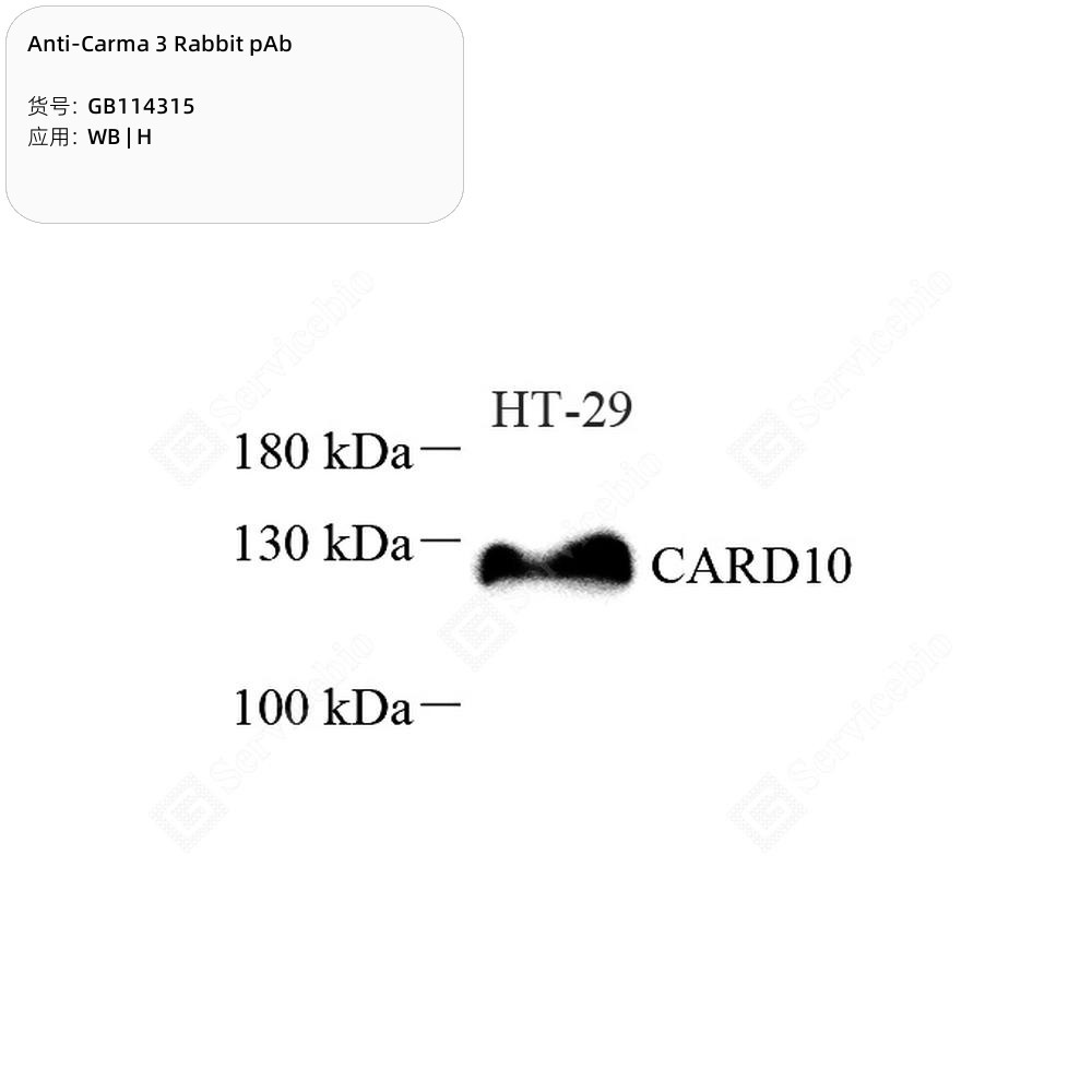 Anti-Carma 3 Rabbit pAb