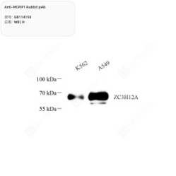 Anti-MCPIP1 Rabbit pAb