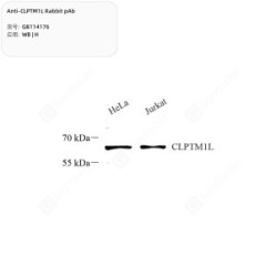 Anti-CLPTM1L Rabbit pAb