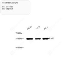 Anti-UBXD8 Rabbit pAb