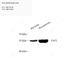 Anti-UBXD8 Rabbit pAb