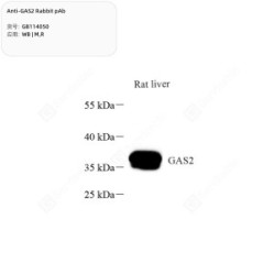 Anti-GAS2 Rabbit pAb