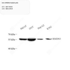 Anti-RMDN3 Rabbit pAb