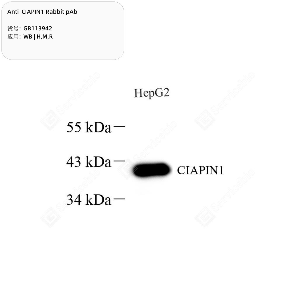 Anti-CIAPIN1 Rabbit pAb