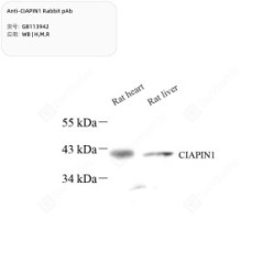 Anti-CIAPIN1 Rabbit pAb