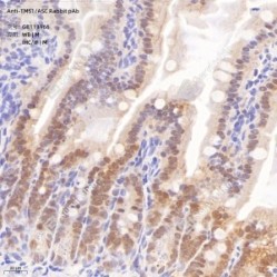Anti-TMS1/ASC Rabbit pAb