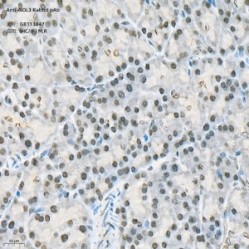 Anti-NOL3 Rabbit pAb