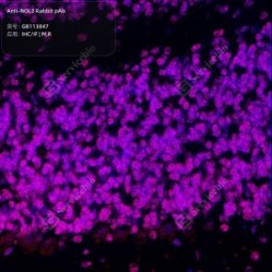 Anti-NOL3 Rabbit pAb