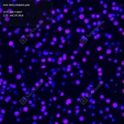 Anti-NOL3 Rabbit pAb