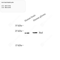 Anti-Bad Rabbit pAb
