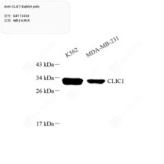 Anti-CLIC1 Rabbit pAb