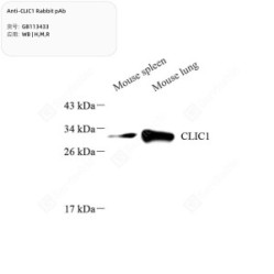 Anti-CLIC1 Rabbit pAb
