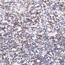 Anti-Bcl-2 Rabbit pAb