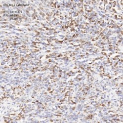 Anti-Bcl-2 Rabbit pAb