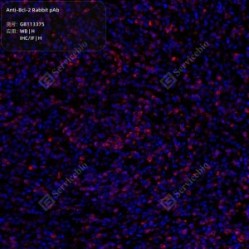 Anti-Bcl-2 Rabbit pAb