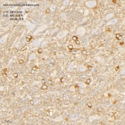 Anti-Cyclophilin B Rabbit pAb