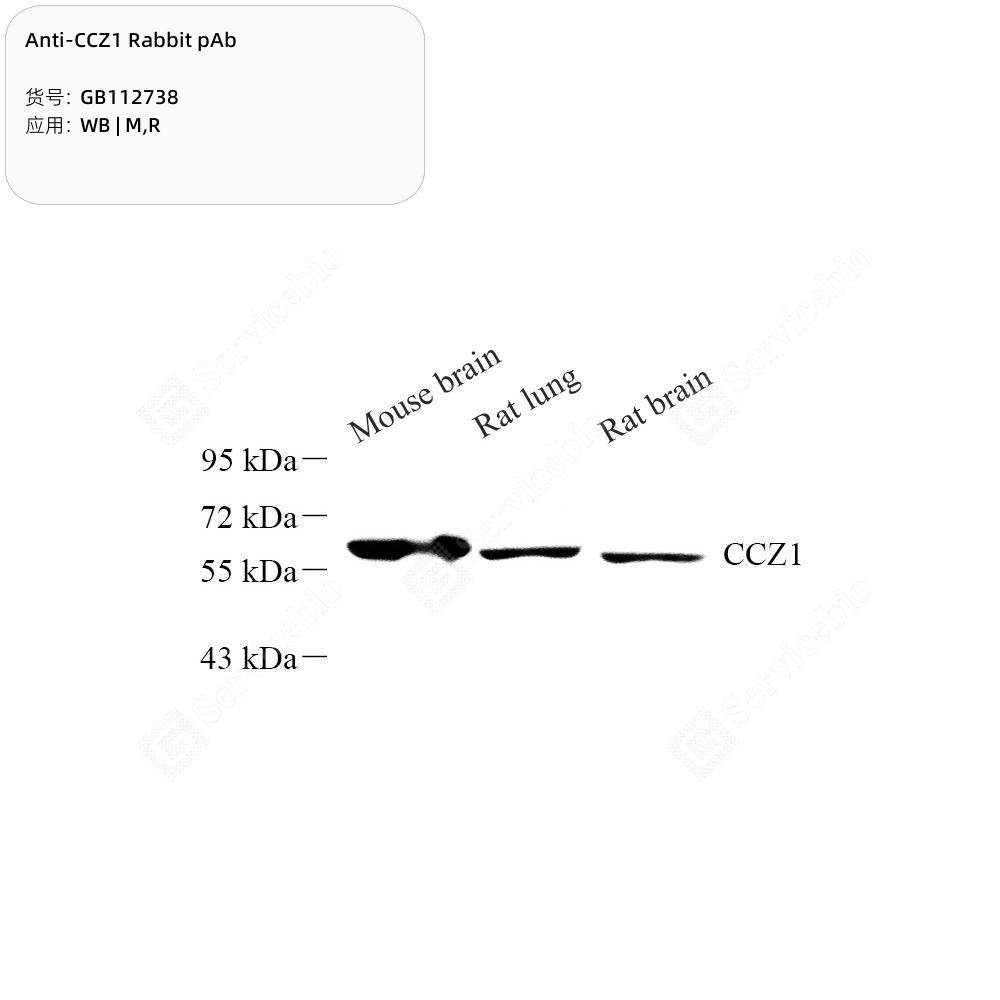 Anti-CCZ1 Rabbit pAb