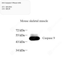 Anti-Caspase-9 Mouse mAb