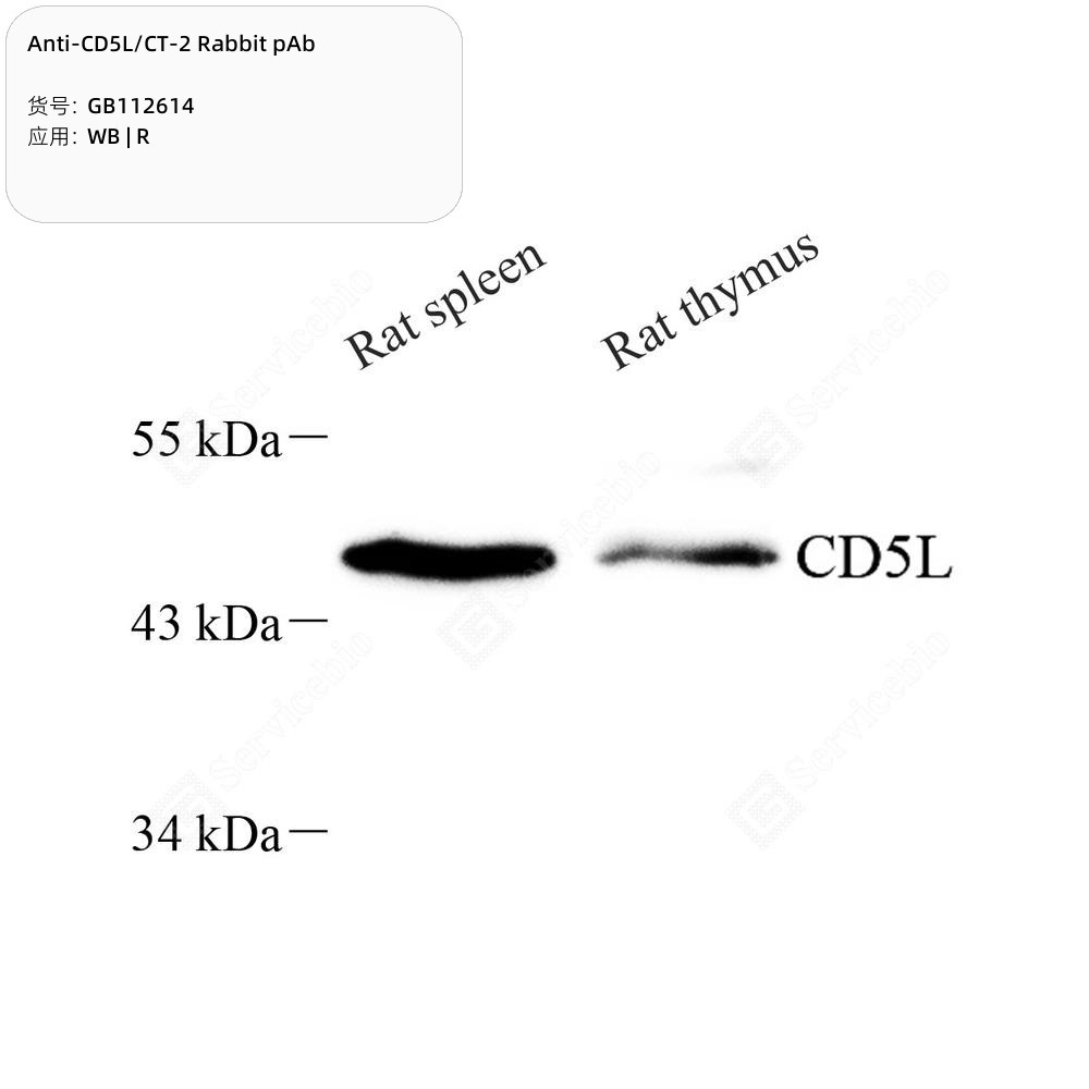 Anti-CD5L/CT-2 Rabbit pAb