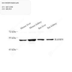 Anti-RASSF8 Rabbit pAb