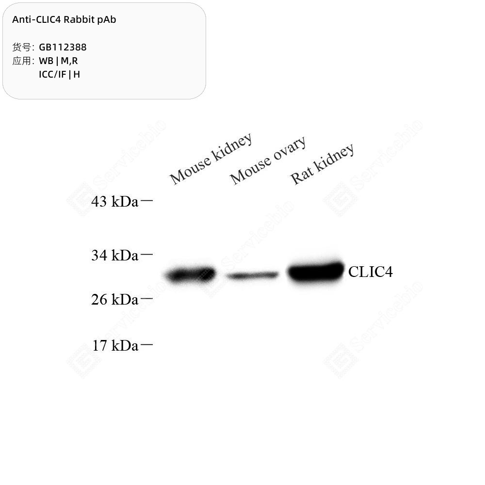 Anti-CLIC4 Rabbit pAb