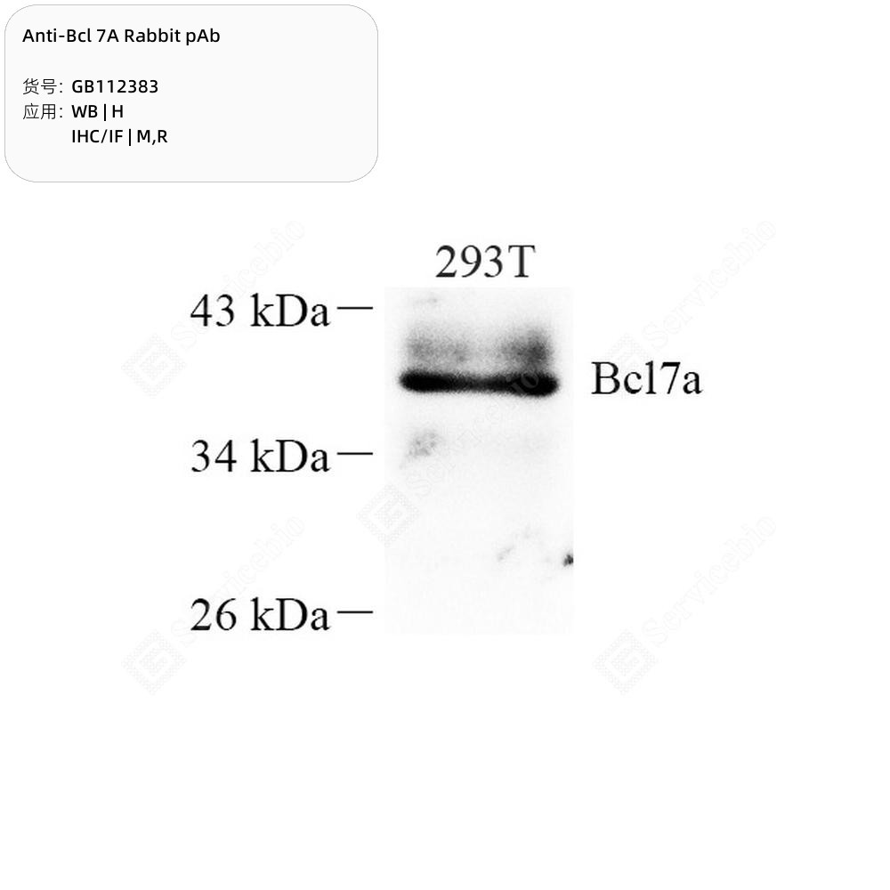 Anti-Bcl 7A Rabbit pAb
