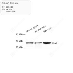 Anti-cIAP1 Rabbit pAb